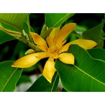 SEEDS = = = 5 Seeds- Joy Perfume Tree Seed Pack = == Tropical Container Gardening- Michelia Champaca= Serendipity Seeds