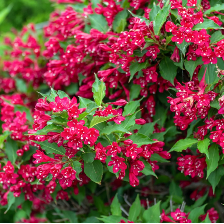 Ruby Red Weigela Plant Live for Planting, Weigela Rubrun Plant Weigela Flower Plant Shrub Plant  for Outdoor 6 to 12 Inch Tall in 4 Inch Pot - Dormant in Winter