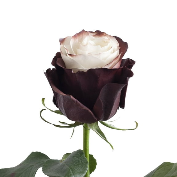 Painted Mocha Roses - Farm Direct Fresh Cut Flowers - 50 Stems - by Bloomingmore
