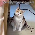 thumbnail image 3 of Cat Cockroach Clothing DIY Kit, Funny Cockroach Kitten Pet Cape Craft Set, Kitten Costume Accessories with Wings and Antenna, Cosplay Halloween Party Decoration for Cats and Small Dog(1Pc), 3 of 7