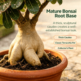 thumbnail image 4 of Desert Rose, Shade Plant for Gardens-Easy Grow-Low Maintenance-Ideal for Beds Borders, Plant Pots & Planters, 4 of 6