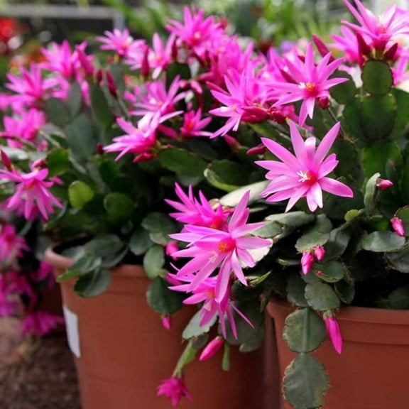 Pink Easter Cactus Plants Live, Spring Cactus Pink for Indoor Planting, 4 - 9 Inches Tall