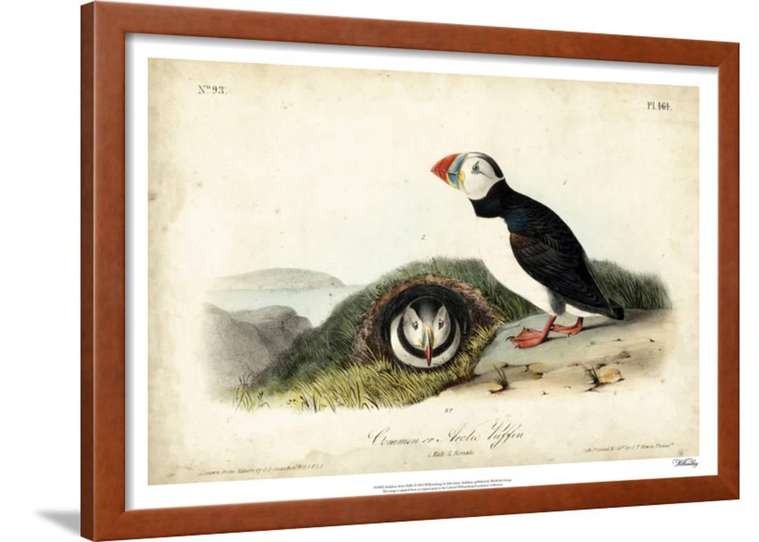 audubon arctic puffin framed print wall art by john james audubon audubon walmart