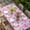 Pink, variant on Spring Floral Table Cloths for 3 Foot Rectangle Tables, Summer Botanical Purple Pink Flower Patio Waterproof Elastic Fitted Tablecloths, Washable Rectangular Table Cover for Camping