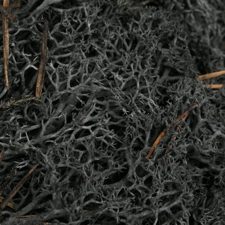 Black Preserved Reindeer Moss