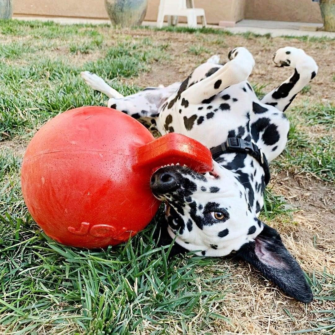 Jolly Pets Mini Tug n Toss Ball Dog Toy, 4", Red