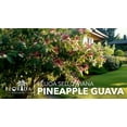 thumbnail image 3 of Pineapple Guava - 10 Live Plants - Feijoa Sellowiana - Edible Fruit and Flowering Foliage, 3 of 9