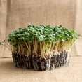 thumbnail image 3 of Radish Seeds - Long Scarlet Cincinnati - 4 g Packet ~300 Seeds - Non-GMO, Heirloom Vegetable Garden & Microgreens Seeds - American Radish Seed, 3 of 6