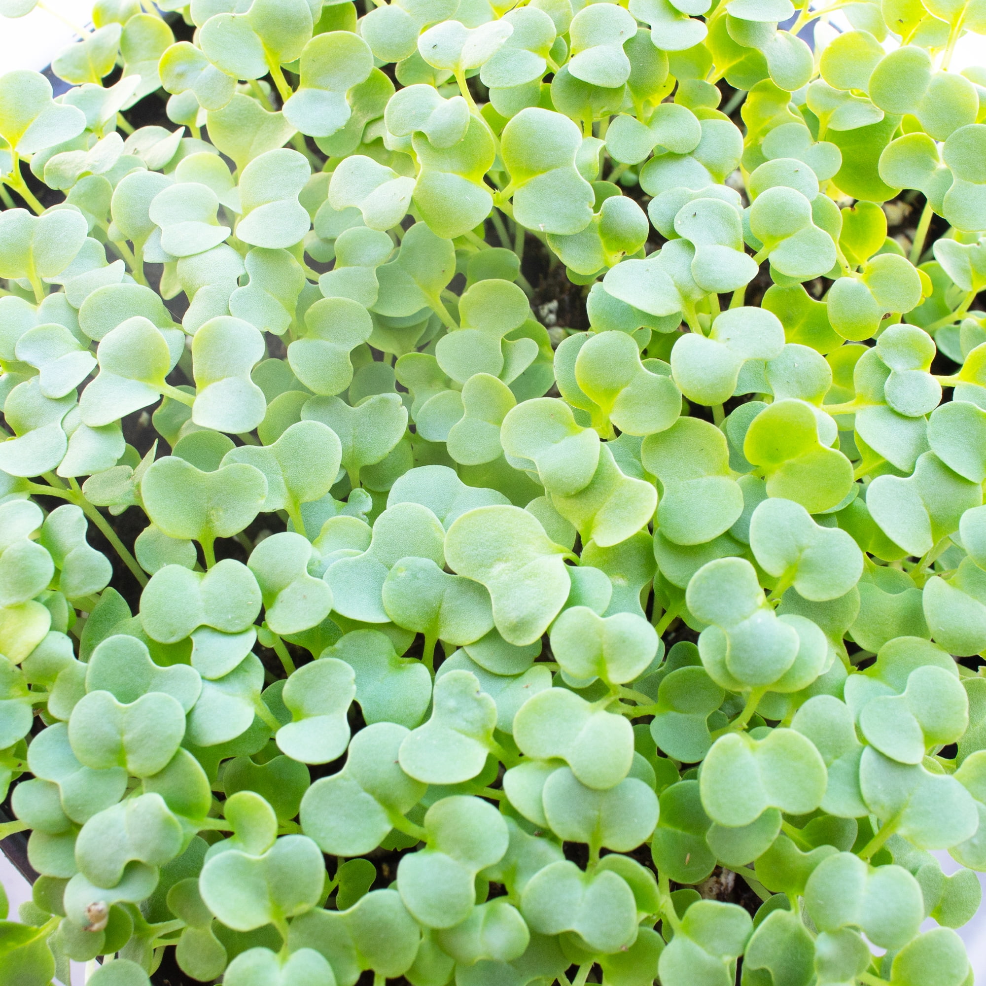 Green Mustard Microgreens Seeds - 5 Lb Bulk ~960,000 Seeds - Grow Non-GMO Micro Mustard Herb Greens - Premium Seeds - High Germination Rate