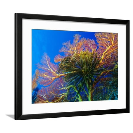 Featherstars Perch on the Edge of Gorgonian Sea Fans to Feed in the Current, Fiji, Pacific Ocean Framed Print Wall Art By Louise