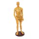 thumbnail image 5 of Modelo de Hombre con Puntos de , Hombre 2 jinwen Punto de acupuntura del cuerpo humano, 5 of 7