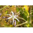 thumbnail image 7 of 10 Seeds WAVY LEAFED SOAP PLANT California Soaproot Amole Lily Chlorogalum Pomeridianum Laothoe White Purple Striped Flower Native Herb Seeds, 7 of 7