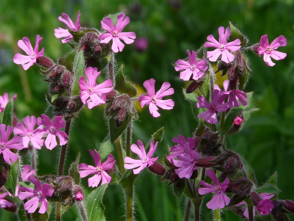 Bloom Campion Flower Plant Blossom Red Campion20 Inch By