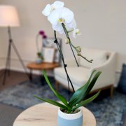 Element Large White Live Orchid Decor (Approx 22 Tall) in 5 Blue & White Planter