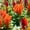 Other, variant on Fresh Look Plumed Celosia Seeds - 1000 Seeds - Multi Color Mix - Annual Flower Gardening Seeds - Celosia plumosa