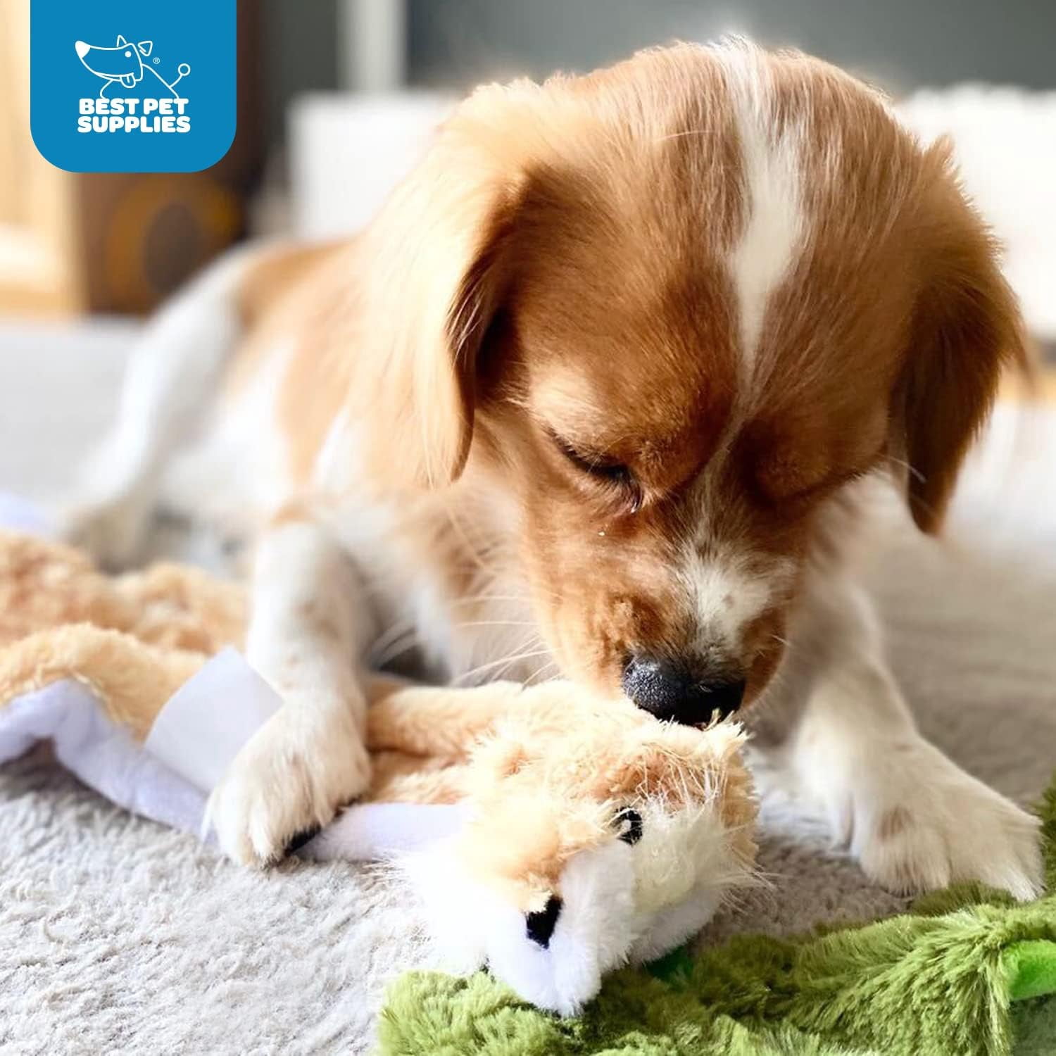 Best Pet Supplies 2-in-1 Stuffless Squeaky Dog Toys with Soft, Durable Fabric for Small, Medium, and Large Pets, No Stuffing for Indoor Play, Holds a Plastic Bottle - Fox, Raccoon, Medium