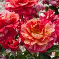thumbnail image 2 of Gurney's 1 Dormant Bare Root Floribunda Rose Flower Seed, 2 of 4