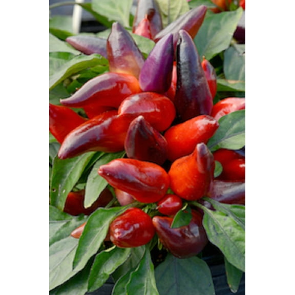 Wicked Ornamental & Edible Pepper - 10 Seeds