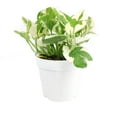 thumbnail image 4 of Pothos N'joy (8"+ Grower Pot) - Live Healthy Houseplant - Best Houseplant with Air-purifying - Easy to Care Houseplant - Unique Indoor Plant for Decoration, 4 of 6