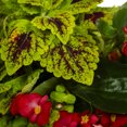 thumbnail image 2 of Better Homes & Gardens 1.5gal Multicolor Begonia Coleus Lysimachia Emerald Green Live Annual Plant Sun, 2 of 6