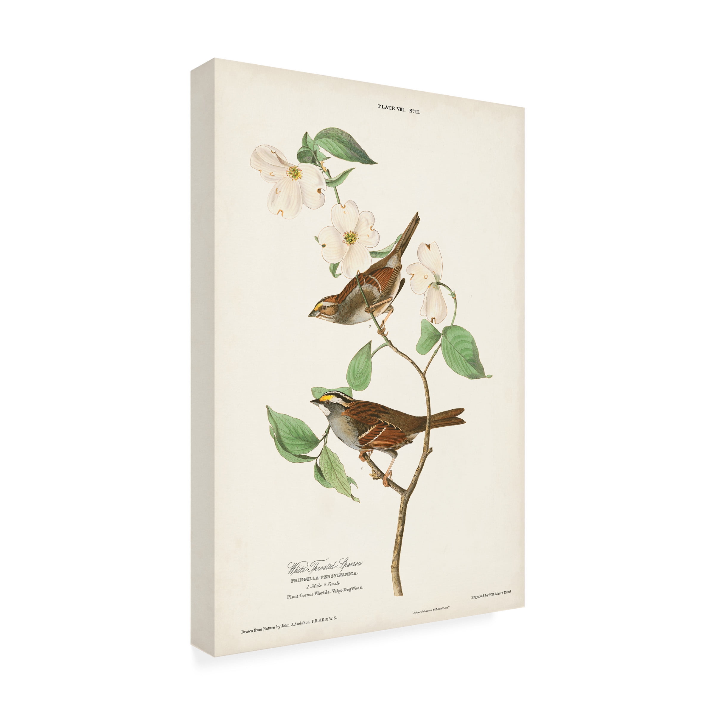 John James Audubon 'White Throated Sparrow' Canvas Art