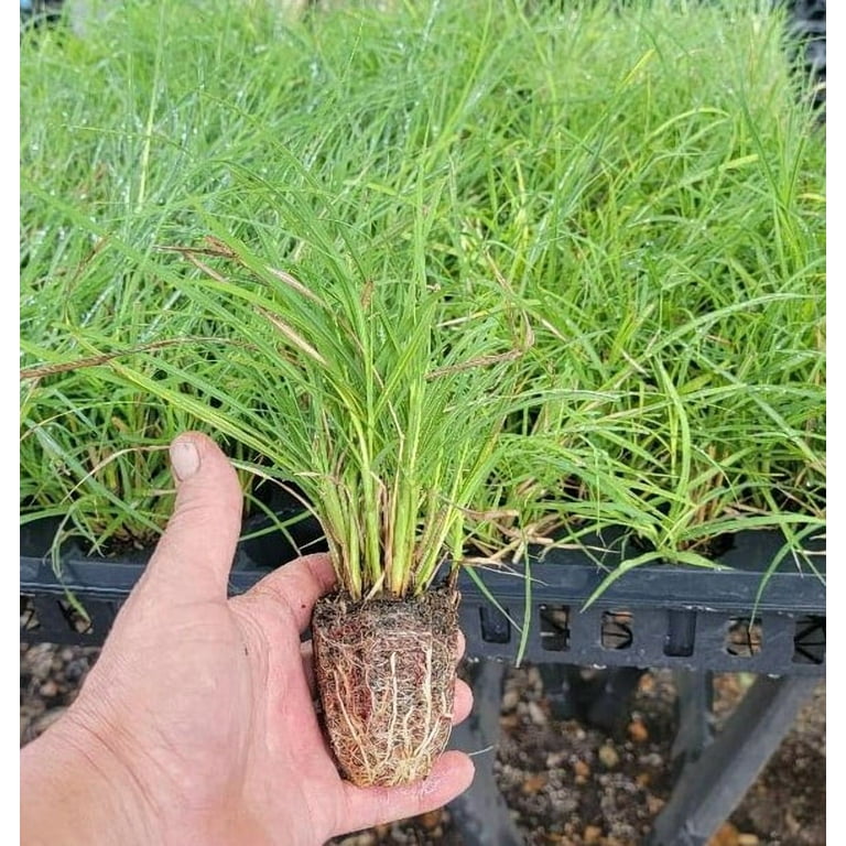 ( 1 ) - Fire Dragon Maiden Grass ( miscanthus ) - Starter Plant ( 4m ) ( 1  live plant )