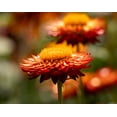 thumbnail image 5 of 100 ORANGE DOUBLE STRAWFLOWER Helichrysum Monstrosum Flower Seeds, 5 of 11