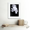thumbnail image 2 of Photograph of a White Rose Flower Bloom Petals Greyscale Floral Nature Black and White Picture Artwork Framed Wall Art Print 12X16 Inch, 2 of 3