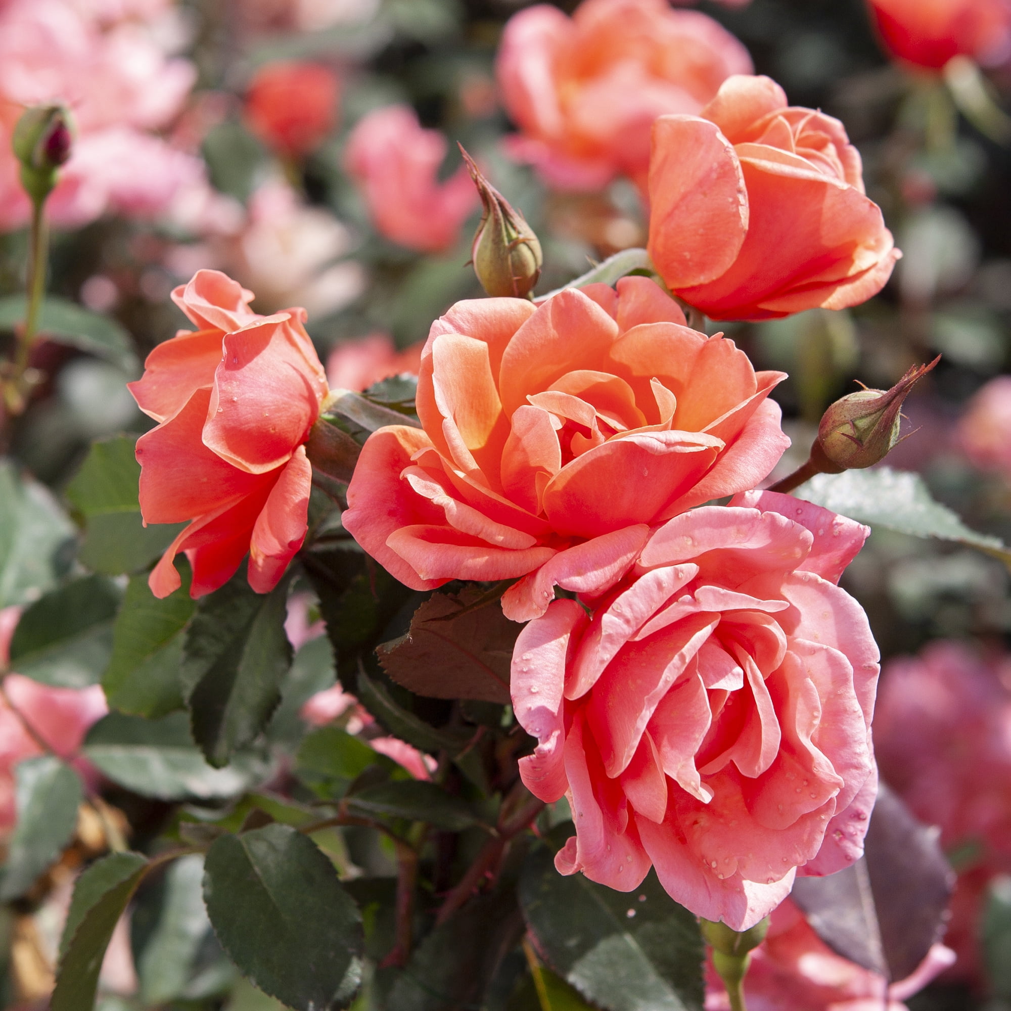 The Knock Out® Family of Roses 'The Coral Knock Out® Rose' Live Tree in 3-Gallon Grower Pot