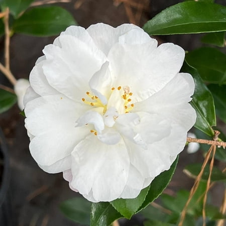 Pixies Gardens Camellia Autumn Rocket Plant-Stunning White Blooms 5 Gallon