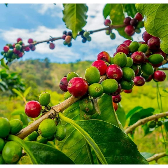 CZ Grain 20 Coffea Arabica Plant Seeds