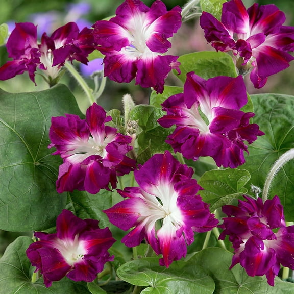Ipomoea Nil Sunrise Serenade Morning Glory Vine Seeds - 100 Seeds