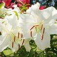 thumbnail image 3 of Casa Blanca Oriental Lily Flower Bulb Jumbo Pack - 10 Lilies Bulbs per Pack - Fragrant - Attracts Butterflies and Hummingbirds - Good as Cut Flowers - Grows Well In Containers - Perennializing, 3 of 5