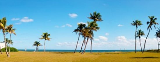 Palm Trees On The B