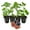 Black Mission, variant on Fig Tree Variety Multipack - 4 Live Starter Plants - Ficus Carica - Grower's Choice Based on Health Beauty and Availability