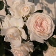 thumbnail image 2 of Arborose® Honeymoon Climbing Rose by Heirloom Roses - White Roses Ready To Plant, 2 of 3