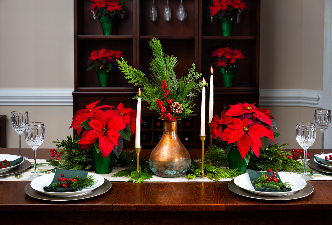 Holiday Time Pint Red Poinsettia Live Houseplant Green Foil Cover Indirect Sunlight 6 Pack