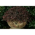 thumbnail image 2 of Southern Living 1gal Purple Loropetalum Diamond Live Shrub Plant Sun, 2 of 3