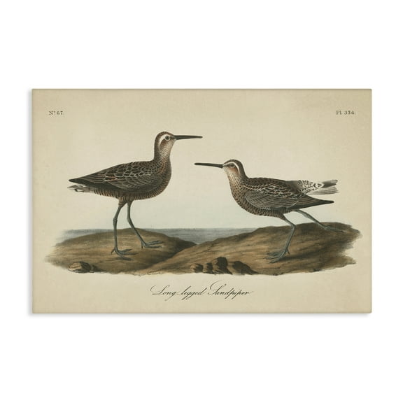 Stupell Industries Long Legged Sandpiper Animals & Insects Painting Gallery Wrapped Canvas Art Print Wall Art, 24 x 16