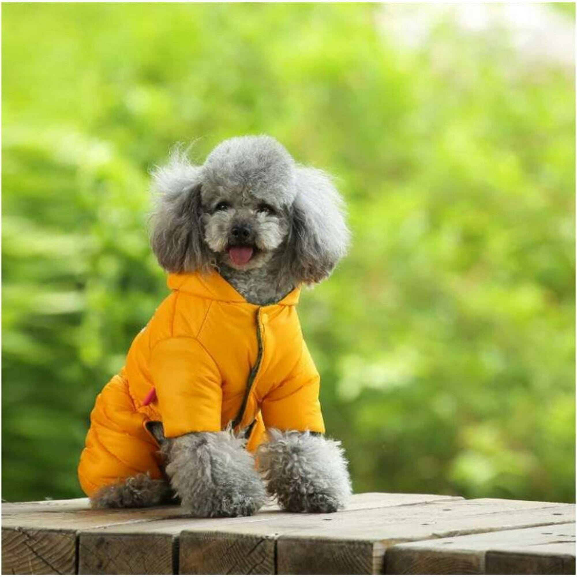 Chiot Amazon Manteau Chien Manteau Chiot Chihuahua Manteau D'Hiver