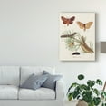 thumbnail image 3 of Trademark Fine Art Animals Canvas Art ' Life Cycle Of A Moth Ii ' by Johann Esper, 3 of 4