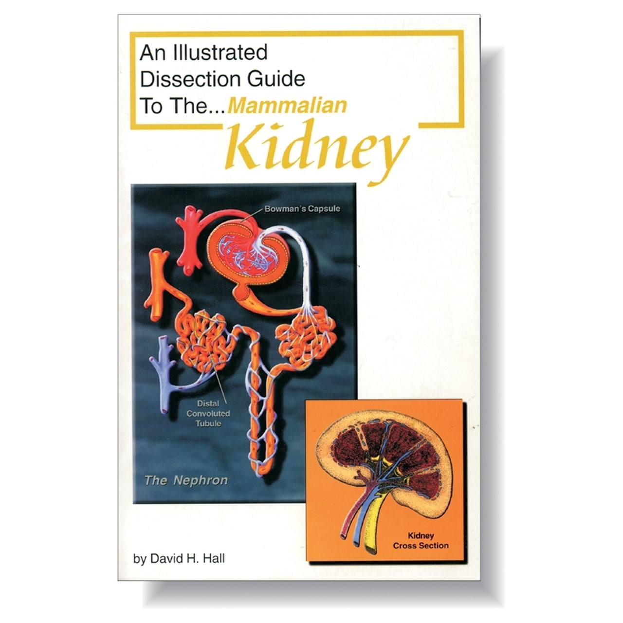 Anatomy Lab Mammal Kidney Dissection Guide