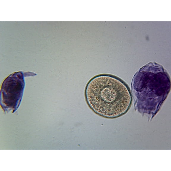 Rotifers Mixed, Fresh Water Species; Whole-mount by Go Science Crazy