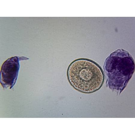 Rotifers Mixed  Fresh Water Species; Whole-mount by Go Science Crazy price history on PriceWatchPro