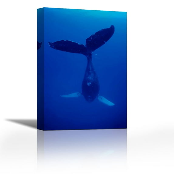 Humpback Whale singer called Frank, Maui, Hawaii - Contemporary Fine Art Giclee on Canvas Gallery Wrap - wall décor - Art painting - 15 x 23 Inch - Ready to Hang