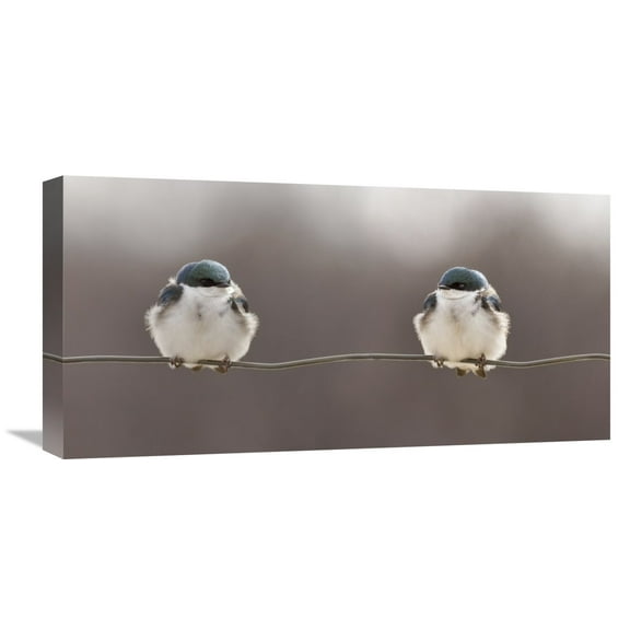 Global Gallery Lucie Gagnon,'Birds On A Wire' Stretched Canvas Artwork