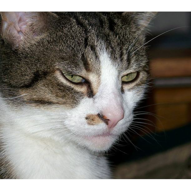 Grumpy Feline Mood Cat Kitten Boring Bored-12 Inch By 18 Inch Laminated