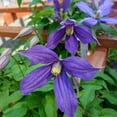 thumbnail image 5 of 2.50 Qt. Pot, Chloe Clematis Vine, Potted Blue Flowering Perennial Plant - 1 plant per offer, 5 of 5
