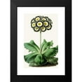thumbnail image 2 of Anonymous 16x24 Black Modern Framed Museum Art Print Titled - Auricula (1852-1861), 2 of 5