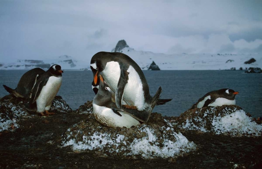 Gentoo Penguin pair mating on nest Aitcho Island Antarctica Poster